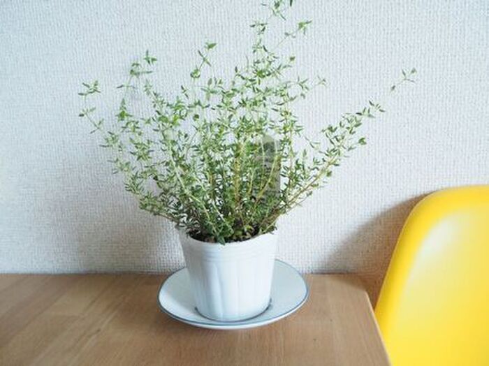 スタバのスリーブ、捨てるのちょっと待って！使い道考えてみたら…想像以上にイイ感じだった♪