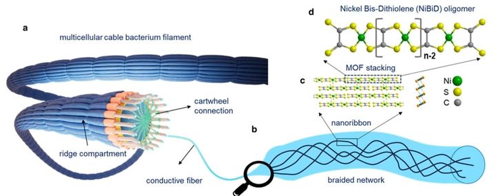 微生物作るケーブルの模式図