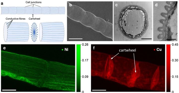微生物が作る金属有機構造体は人工素材よりも100倍高い導電率を持っていた