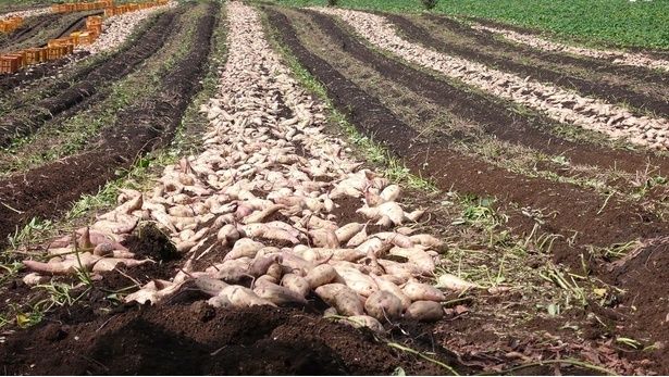 さつまいもの名産地の干し芋です