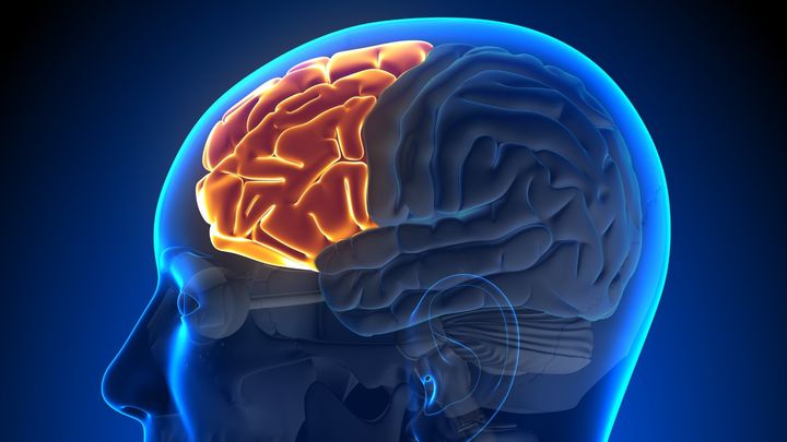 脳が眠る瞬間を捉えることに成功