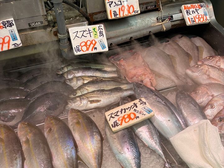 【天然魚クエスト】玄界灘って知ってる？！福岡で出会える魚を見てみてー！