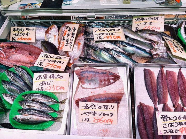 【天然魚クエスト】玄界灘って知ってる？！福岡で出会える魚を見てみてー！