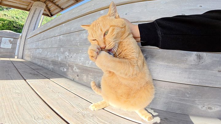 次々と強奪する猫