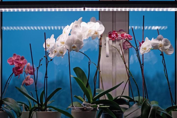 窓辺でもLEDを当てて栽培するコチョウラン