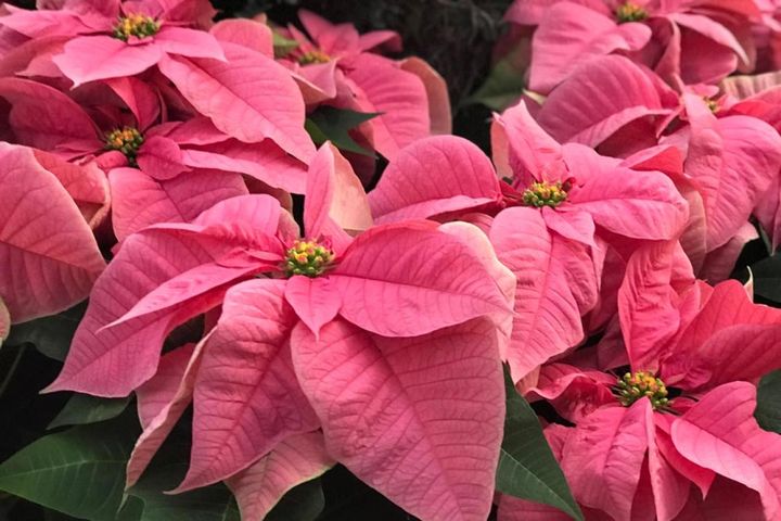 苞がピンクの園芸品種