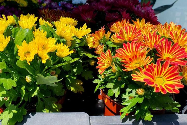 秋の日ざしを浴びるポットマム