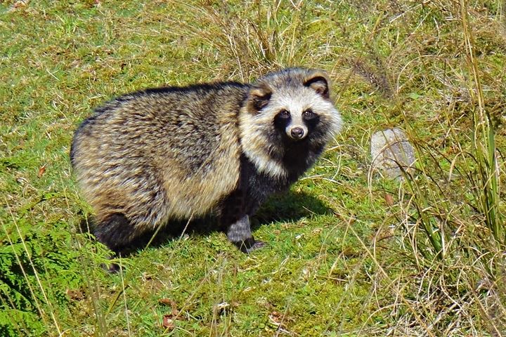 Xで発生した空前のタヌキ・ブーム