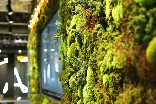 枯れない苔のインテリアアート『KOKE』の公式ECサイトOPEN！期間限定で20％OFFに