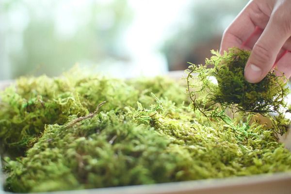 枯れない苔のインテリアアート『KOKE』の公式ECサイトOPEN！期間限定で20％OFFに