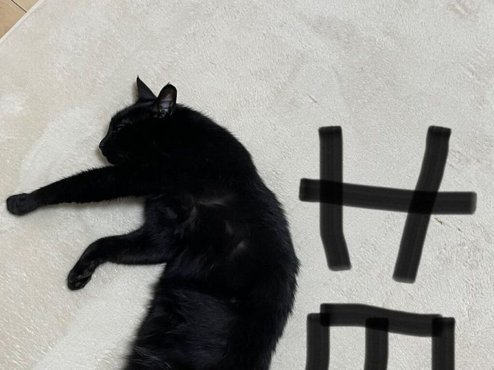 猫が自由に寝そべる姿は、見ているだけで癒やされますよね。そんないつもの光景が、思いがけないアートになる瞬間があります。