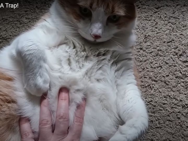 ふわふわのおなかに触ると……