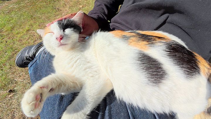 膝をソファーにする猫