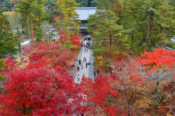 【京都・新国宝を訪ねる紅葉さんぽ】琵琶湖疏水で船旅を楽しんだ後は、庭園めぐりや湯豆腐も♪