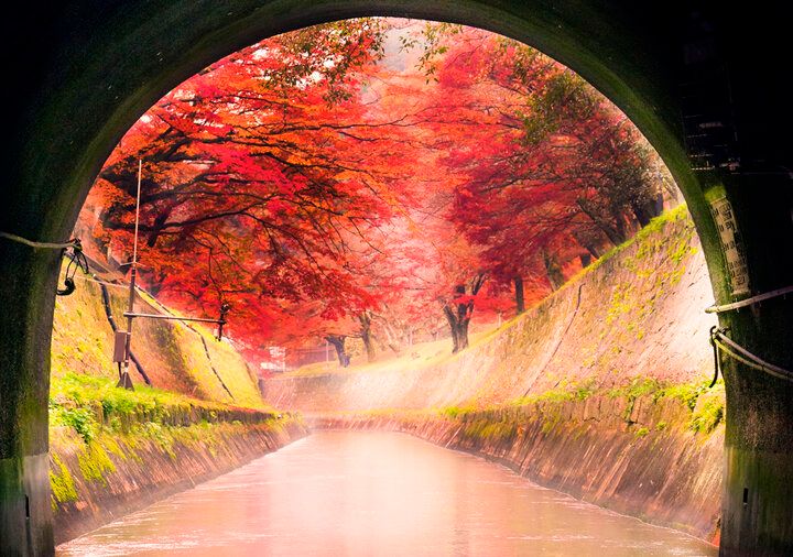 【京都・新国宝を訪ねる紅葉さんぽ】琵琶湖疏水で船旅を楽しんだ後は、庭園めぐりや湯豆腐も♪