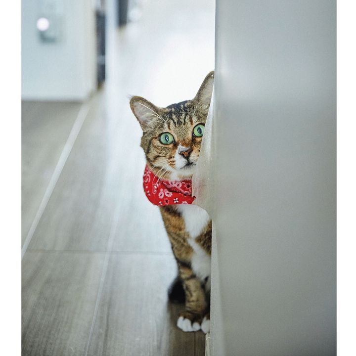 ほたてくんは猫エイズキャリアの「りんご猫」。でも、人に感染しないし、発症せずに天寿をまっとうする猫も多い。血が出るほどの喧嘩をしなければノンキャリア猫とも同居可能だ。