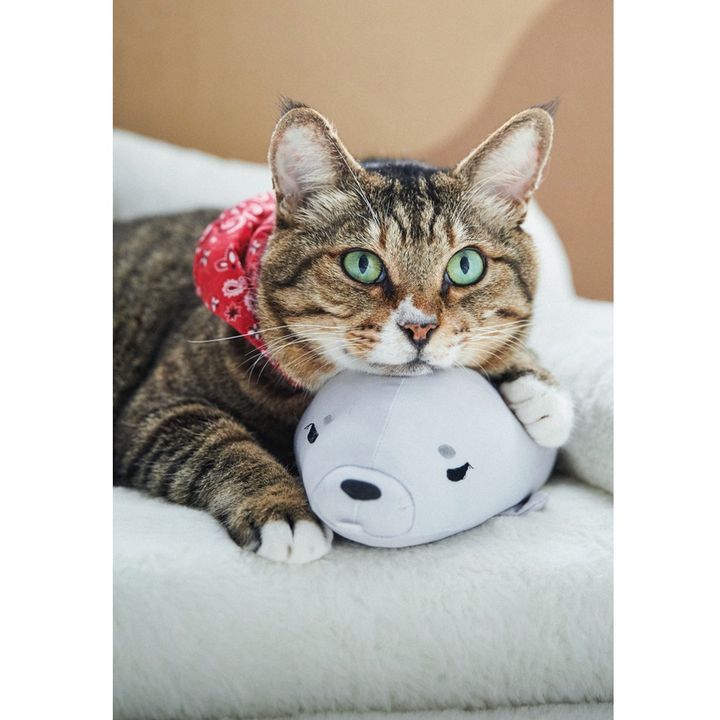 上目遣いのほたてくん