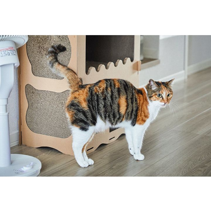 姉やんさんちの気が強め長女、ナラちゃんは、姉やんさんを本当は独り占めしたい。