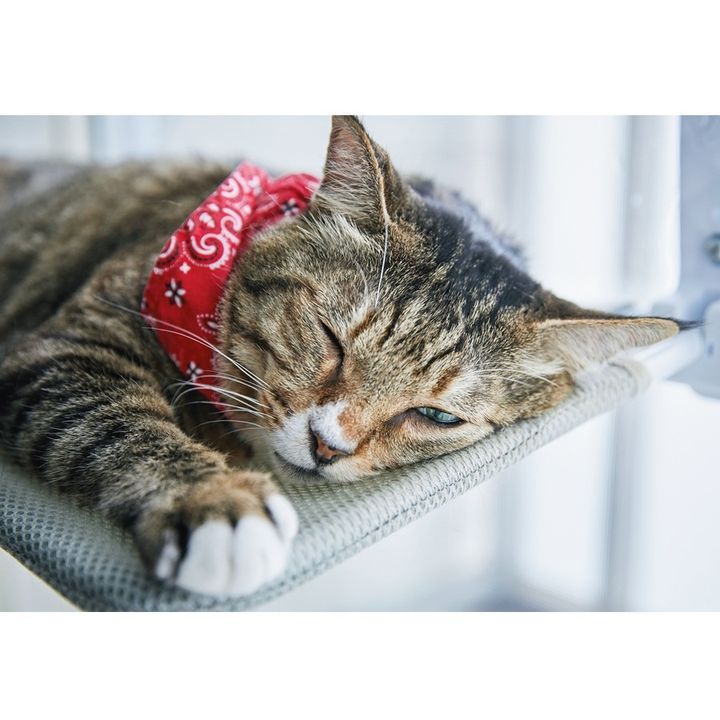 取材陣がシャッターを切り続けても、全く動じず。窓辺のベッドでのんびりお昼寝。