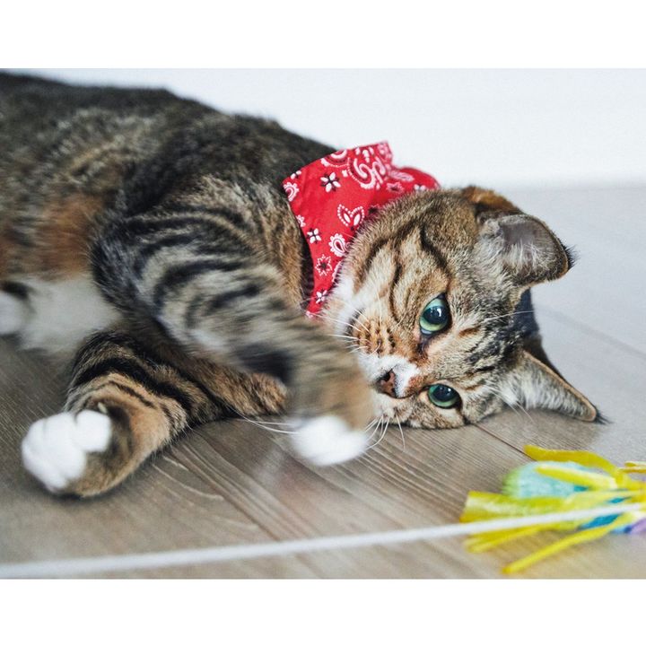 遊ぶほたてくん