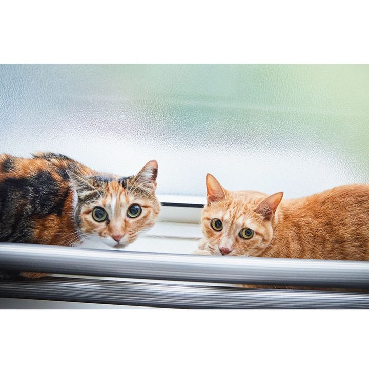 ナラちゃんの隣で息を潜めていたのは、内弁慶なシンバくん。