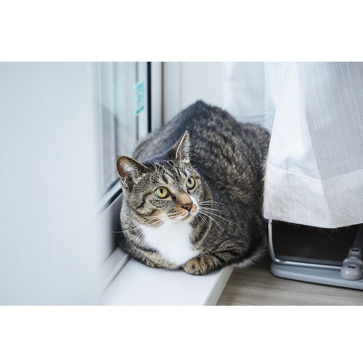 ほたてくんと同居中のにゃんこたち。ほたてくんそっくりの保護猫、あさりちゃん（♀ 現在、里親募集中）。とっても臆病で、ずっと隅っこに。