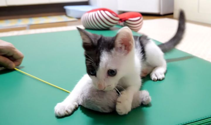 オモチャで遊ぶ子猫