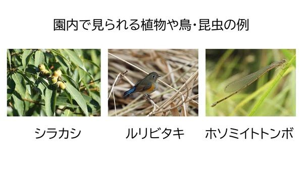 【神奈川県相模原市】五感で秋の自然の魅力を味わう「さがみ湖MORI MORI 秋の生き物探検ツアー」開催