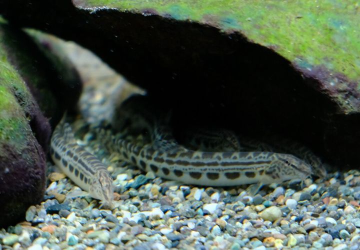 虚構新聞か！？いえいえ、これは本物の科学研究です。