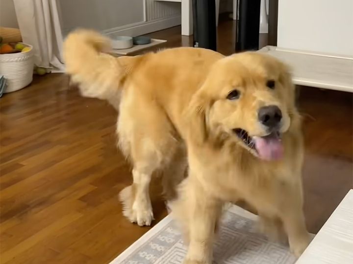 しっぽ追いかけスピンサイクル！ テンションMAXなゴールデンレトリバー