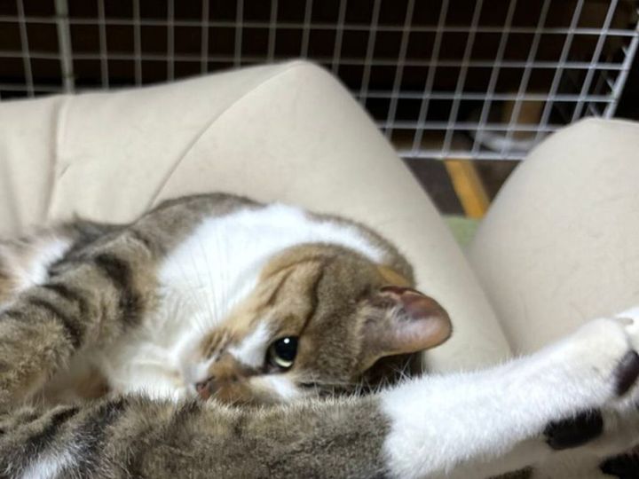 猫と暮らしていると、ふとした仕草に笑わされることがあります。