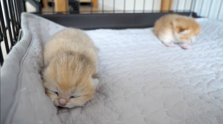 お母さんを鳴いて探す子猫達