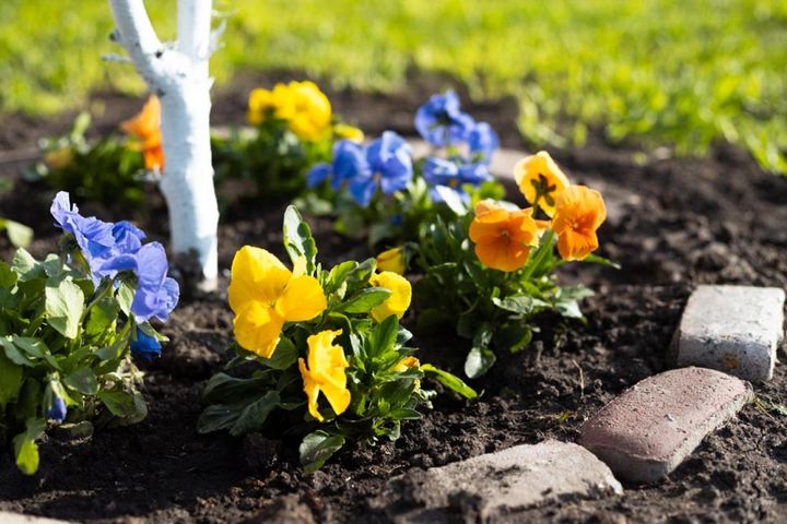 株間はあけ気味に植える