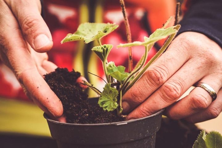 一回り大きな鉢に仮植え