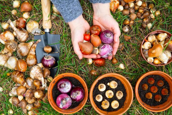 植えつけは今！春に咲かせる一年草・球根・宿根草・多年草【ガーデニング】