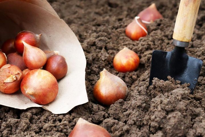 チューリップは球根の平らな面を揃えて植えると葉の向きが揃う