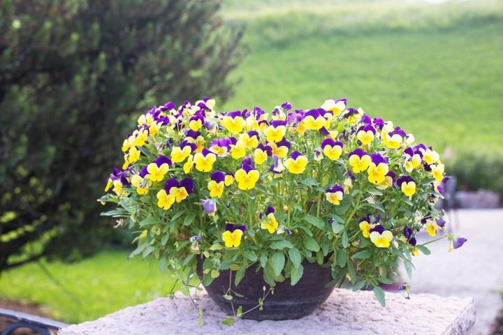 春には大株になる