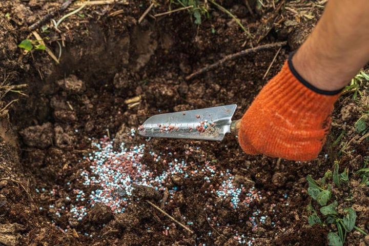 庭土に元肥を混ぜる