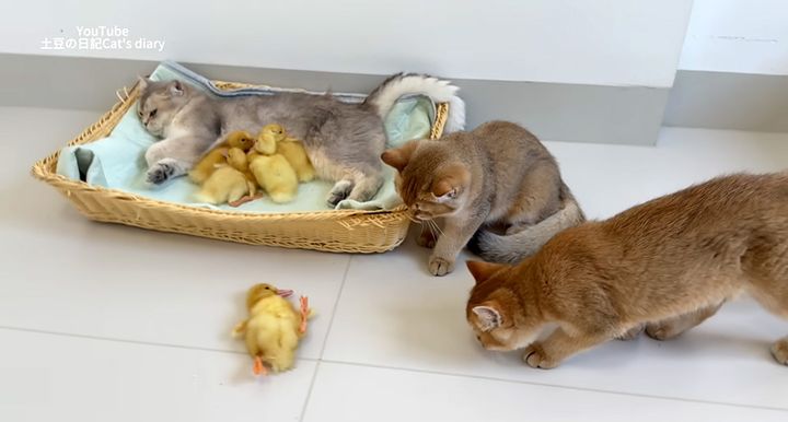 ヒヨコを助けに来た子猫達