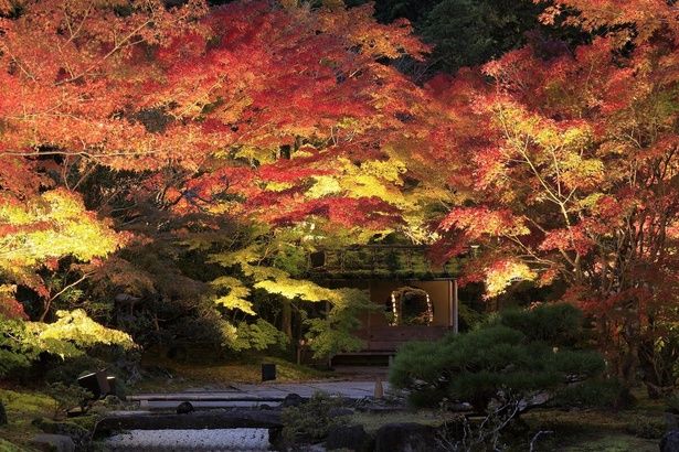 見頃を迎えそうな紅葉名所をピックアップ※写真は円通院の紅葉 画像提供：円通院