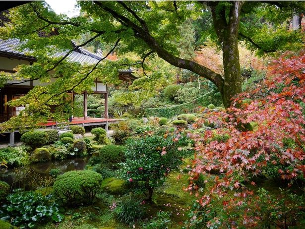緑・赤・黄色のコントラストが美しい/大原(三千院)の紅葉 画像提供：三千院