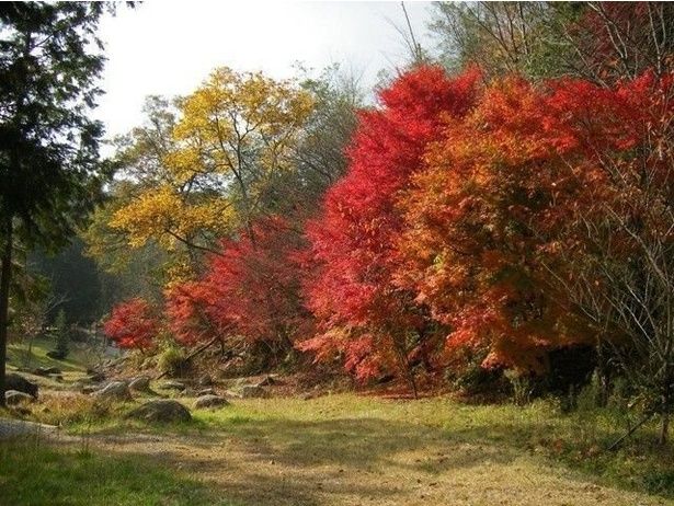 もみじ公園が紅葉に包まれる/矢野温泉公園 四季の里 もみじ谷園の紅葉 画像提供：矢野温泉公園 四季の里