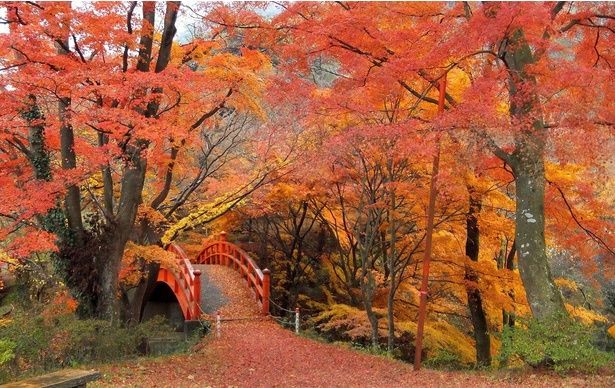 鮮やかな紅葉が広がる/矢祭山の紅葉 画像提供：矢祭町