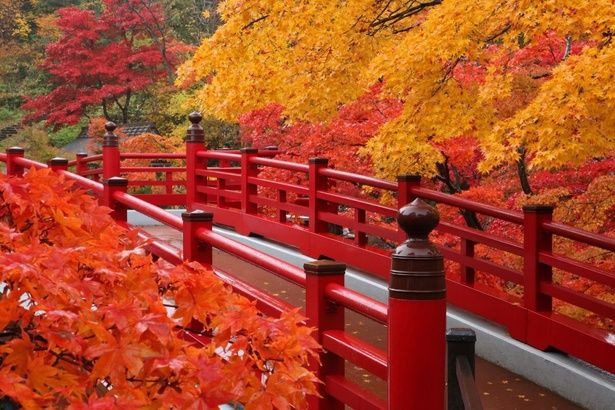 朱色の観月橋と紅葉のコントラストが美しい/弥彦公園(もみじ谷)の紅葉 画像提供：弥彦村役場観光商工課