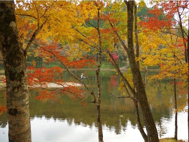 季節を感じさせる風景が美しい/段戸裏谷原生林 きららの森の紅葉 画像提供：設楽町観光協会