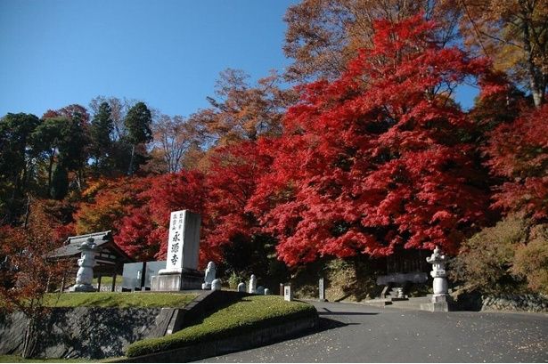 美しい秋を感じるモミジを楽しむ/永源寺(もみじ寺)の紅葉 画像提供：大子町観光協会