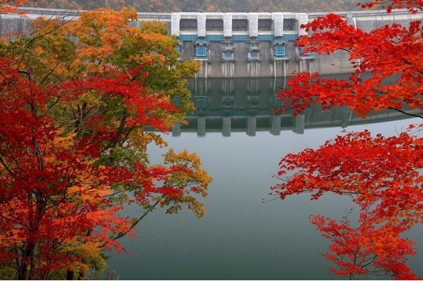 大迫力のダムと共に紅葉が楽しめる/温井ダム周辺の紅葉 画像提供：温井ダム管理所