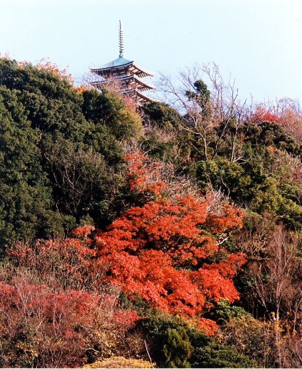 12月初旬まで山全体の紅葉を楽しめる/香貫山の紅葉 画像提供：沼津市