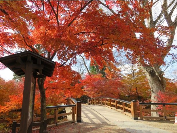 色とりどりのモミジが咲き誇るさまが魅力だ/懐古園の紅葉 画像提供：小諸市懐古園