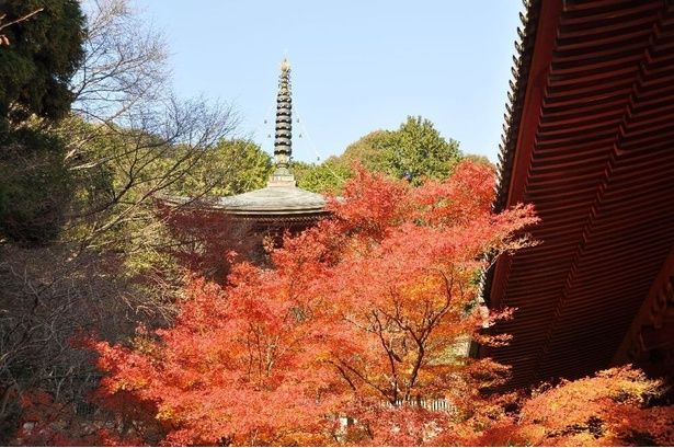 広大な境内が紅葉一色に染まるさまは必見/高雄(神護寺)の紅葉 画像提供：神護寺